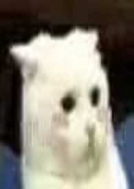 穿成一只猫后（高h）