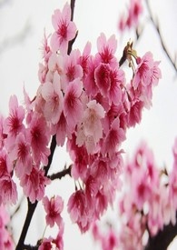 【GL】可惜我有女朋友